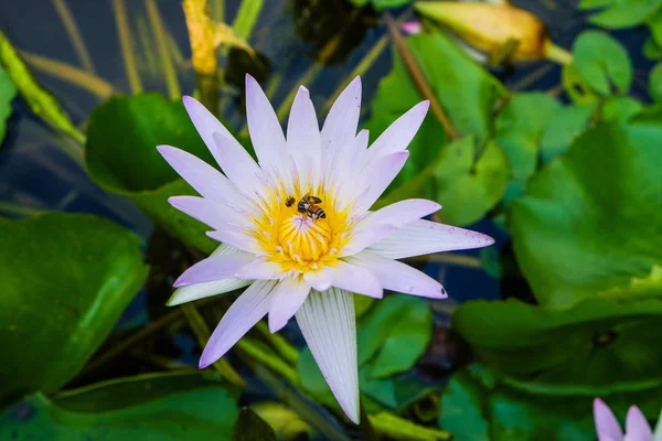 Hermosa flor de loto agua flora hoja verde —  Fotos de Stock