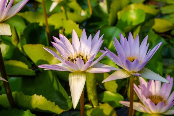 Lotus floare frunze verzi în iaz — Fotografie, imagine de stoc