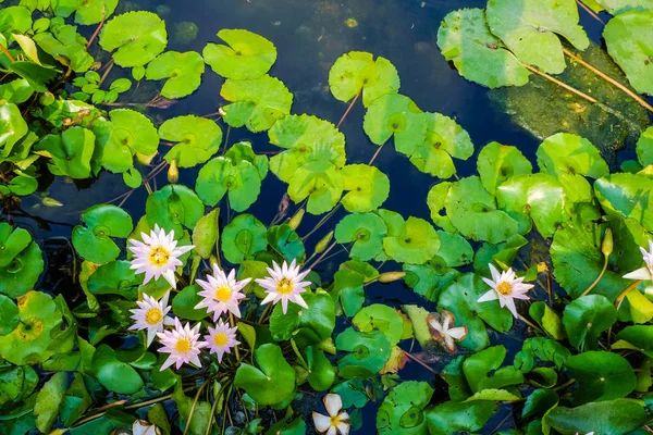 Grupo de lirios de agua de colores en el parque del estanque —  Fotos de Stock