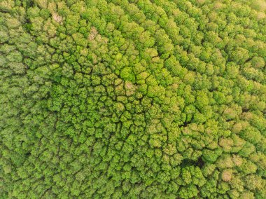 Yeşil ağaç orman doğa arka plan