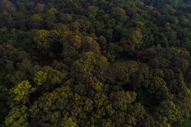 Sabah sis ile Yeşil dağ tropikal yağmur ormanı
