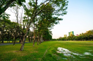 Yeşil park gün batımı renkli gökyüzü siluet ağacı