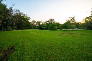 Yeşil park gün batımı renkli gökyüzü siluet ağacı