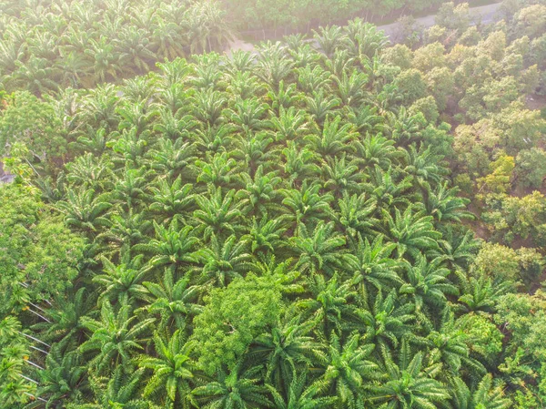 Vista aérea palmera plantación bosque verde mañana amanecer — Foto de Stock