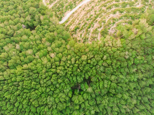 Árvore verde floresta natureza fundo — Fotografia de Stock