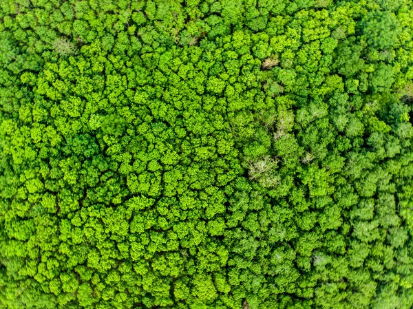 绿树林自然背景 — 图库照片