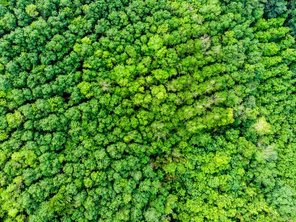 Arbre vert forêt nature arrière-plan — Photo