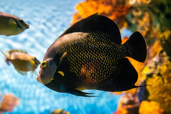 Barriera corallina colorata con pesce di mare — Foto Stock