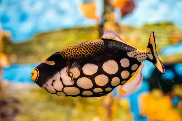 Färgglada korallrev med havsfisk — Stockfoto