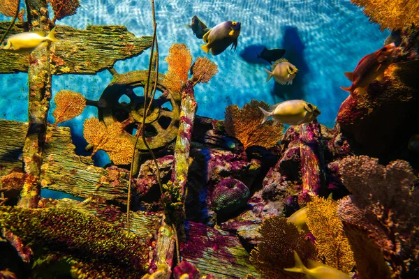 Farbenfrohes Korallenriff mit Meeresfischen — Stockfoto