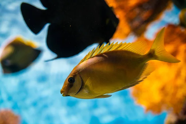 海の魚とカラフルなサンゴ礁 — ストック写真