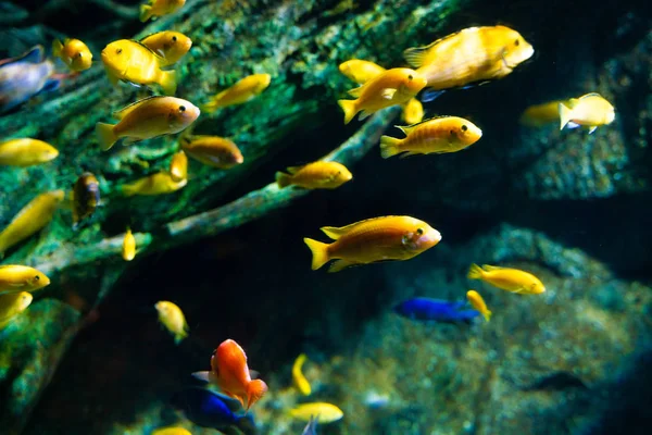 Barriera corallina colorata con pesce di mare — Foto Stock