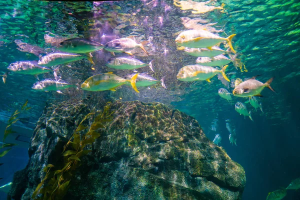 Colorido arrecife de coral con peces marinos — Foto de Stock