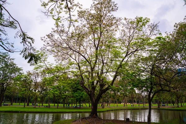 Zelený městský veřejný park s loukou a mrakem stromů — Stock fotografie