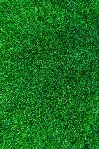 Verde hierba naturaleza textura —  Fotos de Stock