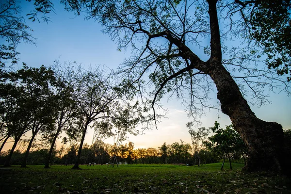 Färgglada Sunset Sky med moln grönt gräs och Silhouette träd — Stockfoto