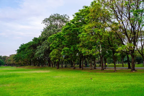 Green city public park with meadow and tree sky cloud — Stock Photo, Image