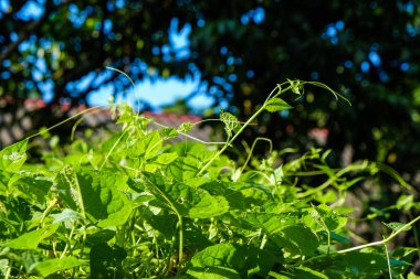 Güneş ışığının gölgesi ile yeşil vegatable yaprak