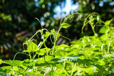 Güneş ışığının gölgesi ile yeşil vegatable yaprak