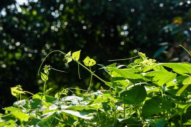 Güneş ışığının gölgesi ile yeşil vegatable yaprak