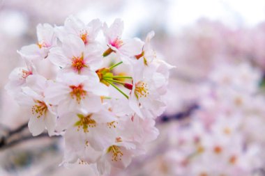 Ağaç dalı üzerinde Sakura çiçek çiçeği
