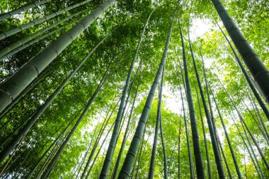 Tropikal yeşil bambu ormanı