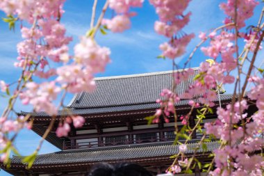 Tokyo şehrinde pembe sakura ağaç parkı nisan kış