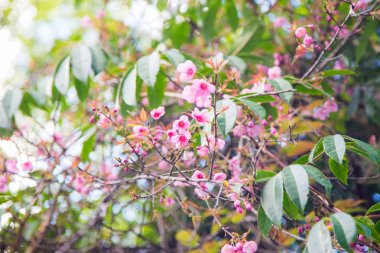 Ağaç dalı üzerinde açan pembe kiraz çiçeği
