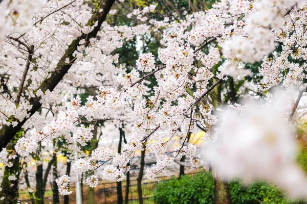 Квітка сакури цвіте на гілці дерева — стокове фото