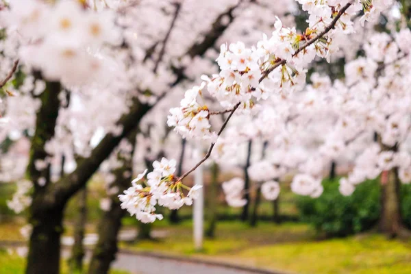Rózsaszín Sakura virágzó virág út — Stock Fotó