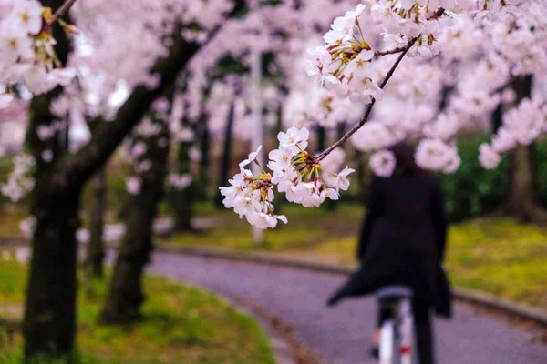 ピンクの桜が咲き乱れる小道 — ストック写真