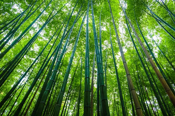 Зеленый бамбуковый лес с солнечным светом утром — стоковое фото