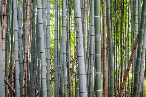 Tropical green bamboo forest — Stock Photo, Image