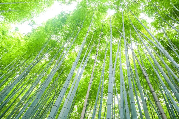 Tropisch groen bamboe bos — Stockfoto