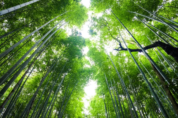 Forêt tropicale de bambous verts — Photo