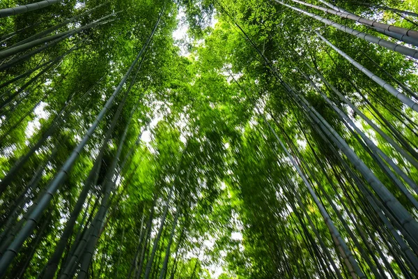 Tropisch groen bamboe bos — Stockfoto