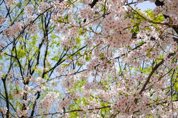 Pink Sakura δέντρο πάρκο στην πόλη του Τόκιο Απρίλιος χειμώνας — Φωτογραφία Αρχείου