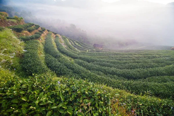 雾山上的绿茶种植园 — 图库照片