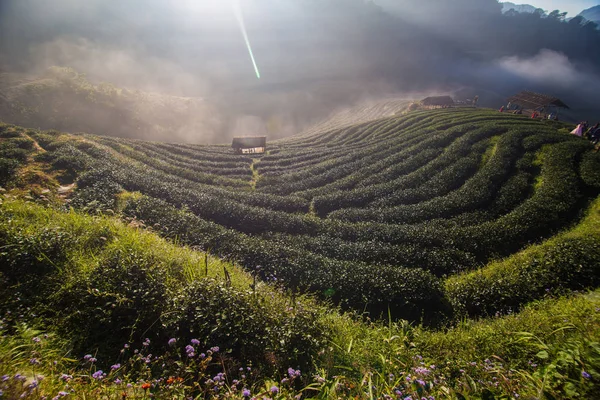 Campo de plantação de chá manhã nascer do sol indústria agrícola, Gree — Fotografia de Stock