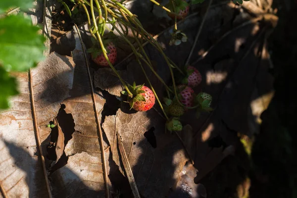 Strawberry plantation farm fruit on plant — Stock Photo, Image