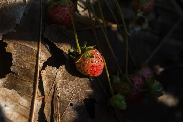 Strawberry plantation farm fruit on plant — Stock Photo, Image