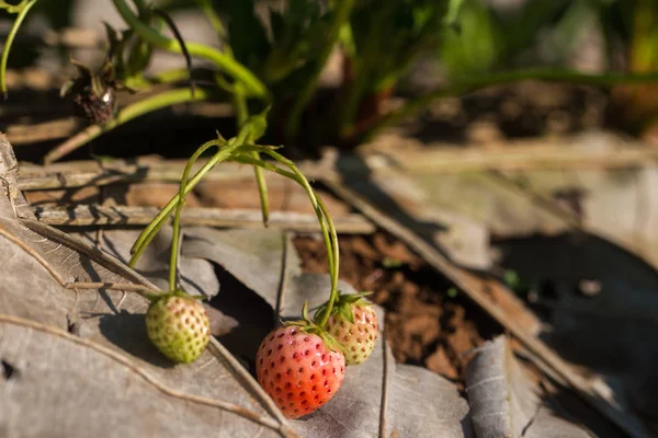 Strawberry plantation farm fruit on plant — Stock Photo, Image
