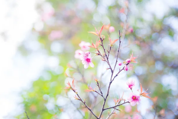 Flor de cereja rosa florescendo no ramo da árvore — Fotografia de Stock