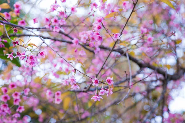粉红色樱花在树枝上绽放 — 图库照片