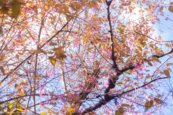 Pink cherry blossom bloomming on tree branch — Stock Photo, Image