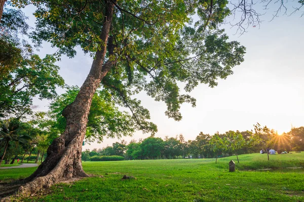 Parque da cidade verde com luz do pôr-do-sol árvore — Fotografia de Stock