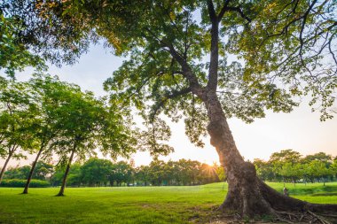 Ağaç gün batımı ışık ile Yeşil şehir parkı