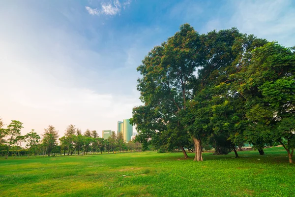 Parque verde de la ciudad con luz del atardecer árbol —  Fotos de Stock