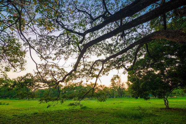 木の夕日の光と緑の都市公園 — ストック写真