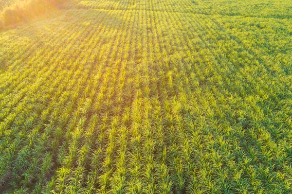 Sugarcane plantation field aerial view